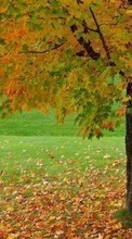 Baixar a imagem 1280x800 para celular Paisagem,Árvores,Outono grátis.