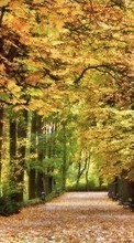 Baixar a imagem para celular Árvores,Outono,Paisagem,Natureza grátis.