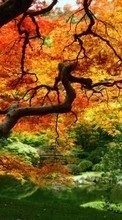 Baixar a imagem 540x960 para celular Plantas,Paisagem,Árvores,Outono grátis.