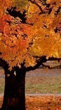 Baixar a imagem para celular Plantas,Paisagem,Árvores,Outono grátis.