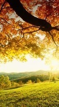Baixar a imagem para celular Paisagem,Árvores,Outono,Sol grátis.