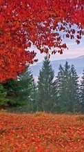 Baixar a imagem para celular Árvores,Outono,Férias grátis.