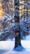 Baixar a imagem para celular Árvores,Paisagem,Natureza,Neve,Inverno grátis.