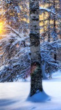 Baixar a imagem para celular Paisagem,Inverno,Árvores,Sol,Neve grátis.