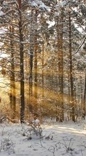Baixar a imagem para celular Paisagem,Inverno,Árvores,Sol,Neve grátis.