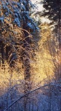 Paisagem,Inverno,Árvores,Pôr do sol,Neve para Sony Ericsson Xperia ray