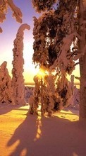 Paisagem,Inverno,Árvores,Pôr do sol,Neve para Samsung Champ Neo Duos C3262