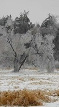 Baixar a imagem 320x480 para celular Paisagem,Inverno,Árvores,Neve grátis.