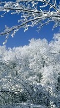 Baixar a imagem 540x960 para celular Paisagem,Inverno,Árvores,Neve grátis.