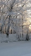 Baixar a imagem para celular Paisagem,Inverno,Árvores,Neve grátis.