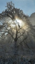 Paisagem,Inverno,Árvores,Sol para Samsung Galaxy Xcover 3