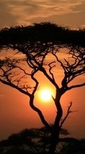 Árvores,Paisagem,Pôr do sol para Samsung Star 2 S5260 