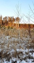 Árvores,Paisagem,Inverno para Sony Xperia Tipo ST21i