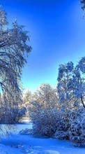 Árvores,Paisagem,Inverno