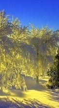 Árvores,Paisagem,Inverno para Acer Liquid E1