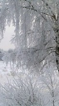 Baixar a imagem 1024x600 para celular Paisagem,Inverno,Árvores grátis.