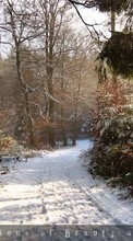 Baixar a imagem 1280x800 para celular Paisagem,Inverno,Árvores grátis.