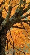 Baixar a imagem para celular Plantas,Árvores,Outono grátis.