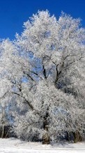 Baixar a imagem para celular Plantas,Inverno,Árvores,Neve grátis.