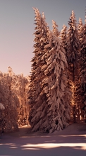 Árvores, Neve, Inverno, Natureza