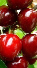Baixar a imagem 1080x1920 para celular Frutas,Cerejas,Comida,Berries grátis.