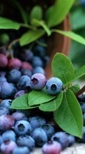 Comida,Folhas,Mirtilos,Berries para Samsung Galaxy Wonder