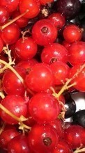 Baixar a imagem para celular Frutas,Comida,Berries grátis.
