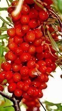 Baixar a imagem 128x160 para celular Plantas,Frutas,Comida,Berries grátis.