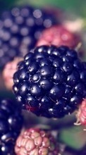 Baixar a imagem para celular Comida,Berries,Amora silvestre,Frutas grátis.