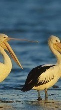 Baixar a imagem para celular Pelicanos,Aves,Animais grátis.