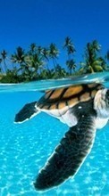 Baixar a imagem para celular Animais,Turtles,Mar,Praia,Palms grátis.