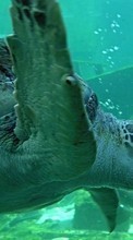 Baixar a imagem 360x640 para celular Animais,Turtles,Mar grátis.