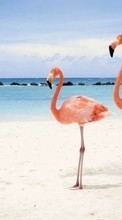 Baixar a imagem 320x480 para celular Animais,Aves,Céu,Mar,Praia,Flamingo grátis.