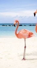 Baixar a imagem para celular Animais,Aves,Mar,Praia,Flamingo grátis.