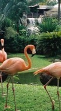 Baixar a imagem 720x1280 para celular Animais,Aves,Flamingo grátis.