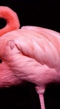 Baixar a imagem 1024x768 para celular Animais,Aves,Flamingo grátis.