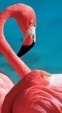 Baixar a imagem para celular Animais,Aves,Flamingo grátis.
