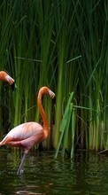 Baixar a imagem para celular Flamingo,Aves,Animais grátis.