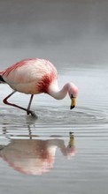 Baixar a imagem para celular Flamingo,Aves,Animais grátis.