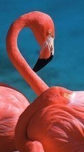 Baixar a imagem 240x400 para celular Animais,Aves,Flamingo grátis.