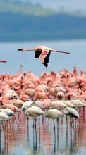 Baixar a imagem 240x320 para celular Animais,Aves,Flamingo grátis.