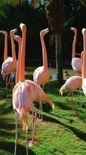 Baixar a imagem 320x240 para celular Animais,Aves,Flamingo grátis.