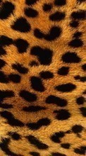Fundo,Leopards para HTC Gratia