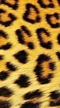 Baixar a imagem para celular Fundo,Leopards grátis.