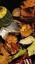 Plantas,Fundo,Outono,Folhas para Asus Zenfone 4