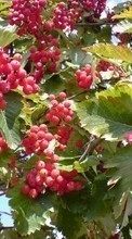 Baixar a imagem para celular Plantas,Frutas,Berries grátis.