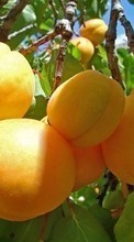 Frutas,Pêssegos,Plantas para HTC Desire 626
