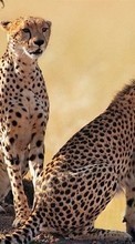 Baixar a imagem 128x160 para celular Animais,Leopardo grátis.