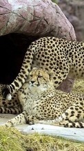 Baixar a imagem para celular Animais,Leopardo grátis.