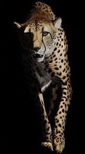 Baixar a imagem para celular Leopardo,Animais grátis.